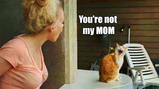 When Cats Start Arguing Back To Their Owner 😲