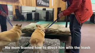 Mid training session with Schipperke — Balancing Dog Training