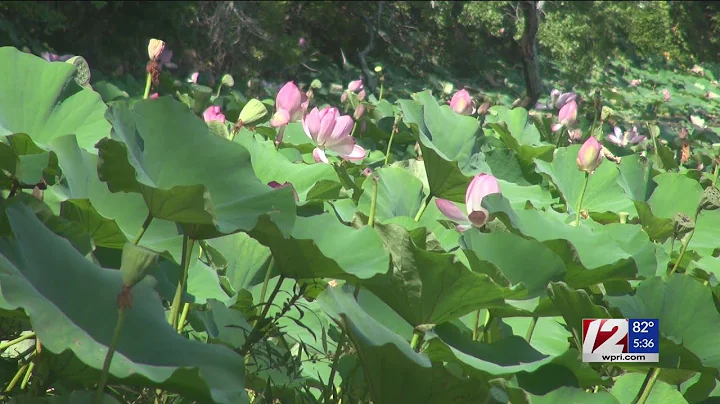 12 News Now: Invasive aquatic plants are an expensive problem in RI
