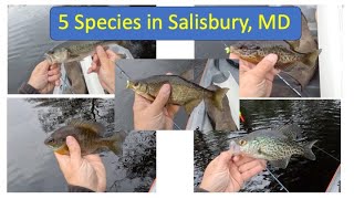 My trip to Salisbury, MD paid off with 5 species!
