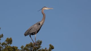 Canon EF 70-300 and The Great Blue Heron