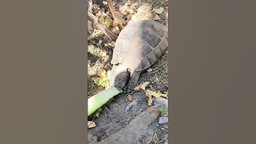 Hand-Fed Turtle Eats Cucumber 🐢🥒 #turtle #turtlewatching #cuteanimal