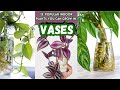 13 Popular Indoor Plants You Can Grow In Vases