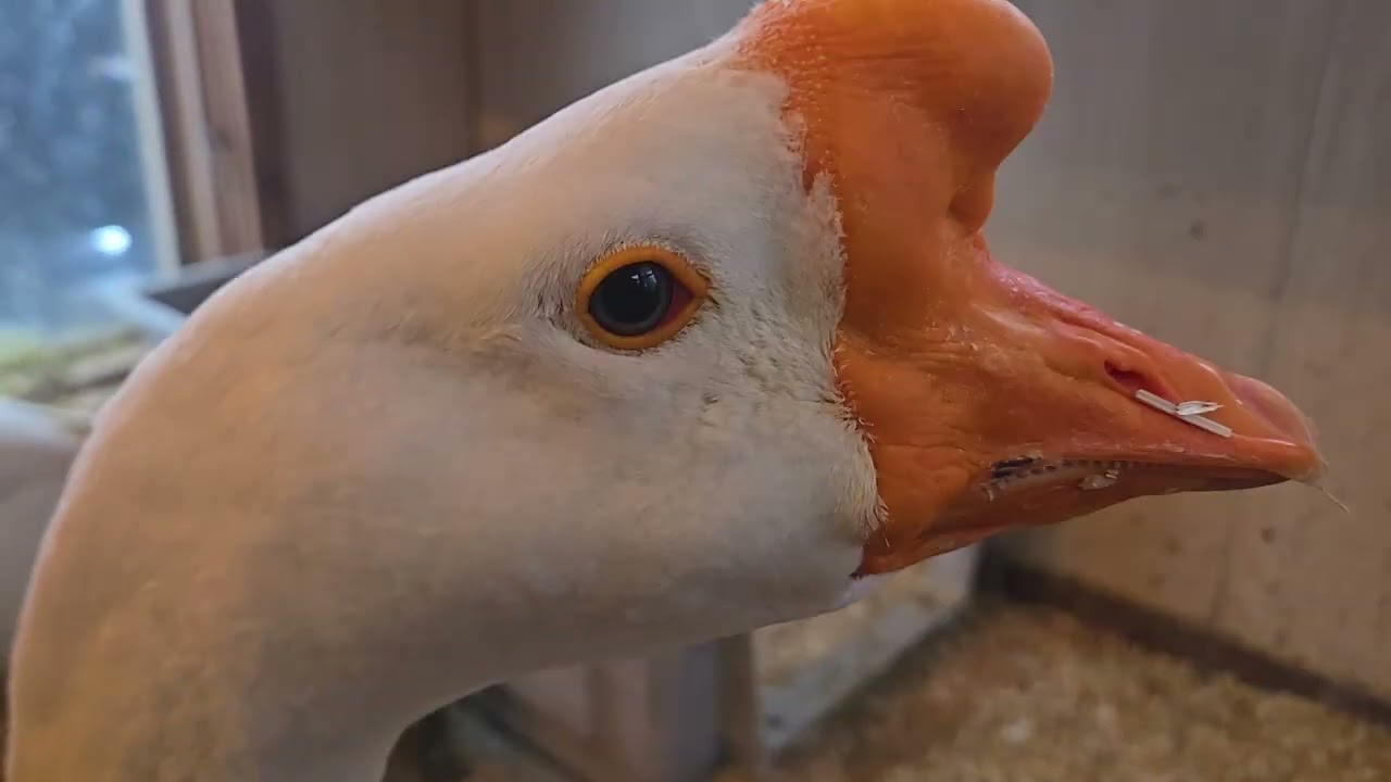 🥶«Вот оно!»🥶 с Гуфи Даком, Джорджем и его командой в Райском ручье