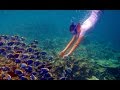 Snorkeling in Maldives - Vacation in Maldives / Underwater Animals