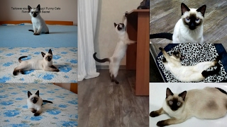 Тайский котёнок Икар весело играет в новом своём доме! Тайские кошки - это чудо! Funny Cats Тайский котёнок Икар весело играет в новом своём доме! Тайские кошки - это чудо! Funny Cats