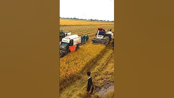 Cắt lúa bắt chuột