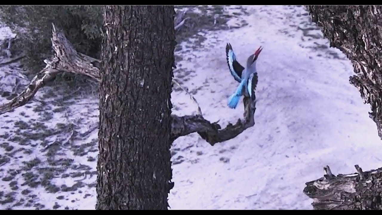 2017/12/02 Djuma Water Hole ~A couple Woodland kingfisher~ 