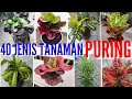 Download Lagu JENIS-JENIS TANAMAN PURING POPULER 2020