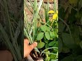 Harvesting onion | Grow onion at home