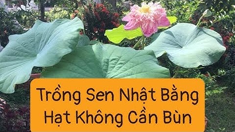 Hướng dẫn trồng sen nhật