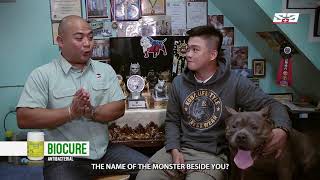 Agritv October 6, 2019 Episode - Breed Of The Month - American Bully - Darel Abalos