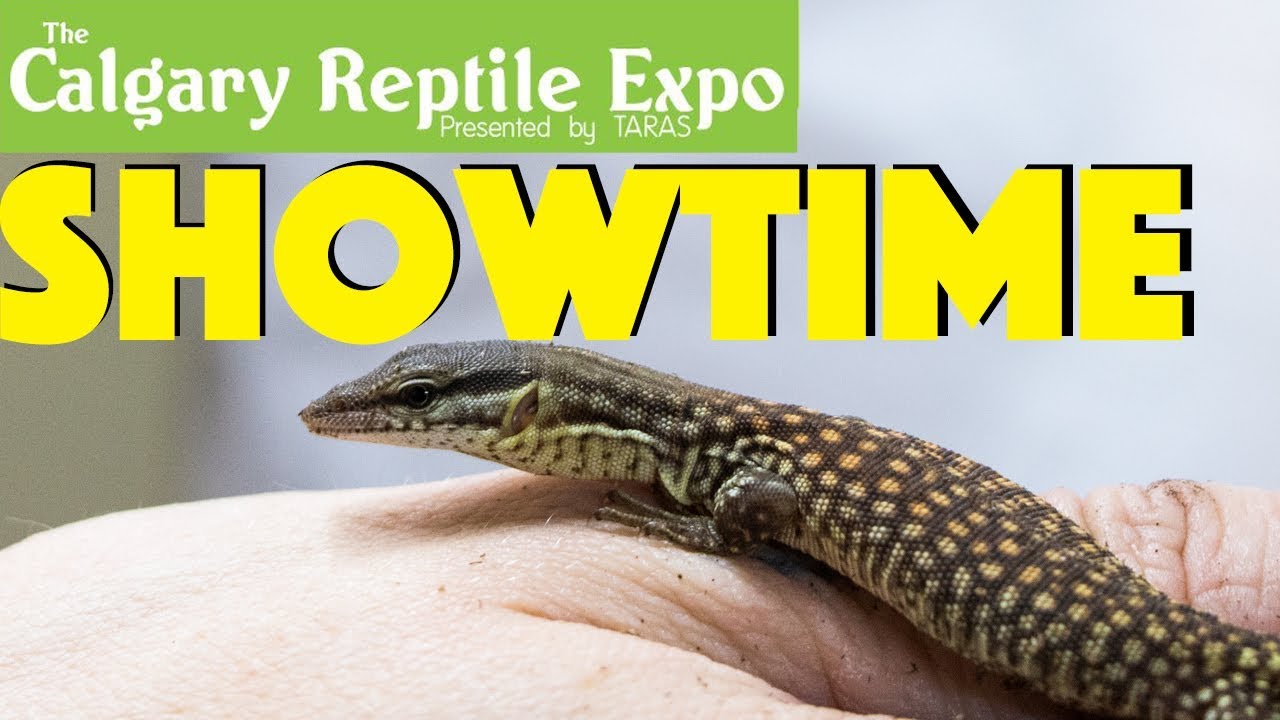 Reptile EXPO preparation day! YouTube