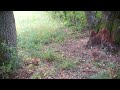 Animaux sauvages de nos forêts Partie 6 (renards, chevreuils, martre, blaireaux,...) -FULL HD