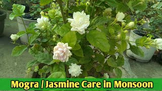 Monsoon Care of Mogra/Jasmine Flower Plant || How to Care mogra flower plant in Rainy Season ?