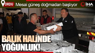 Hale Gelen Tonlarca Balık Bir Saat İçerisinde Tükeniyor