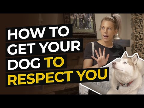 Video: Sådan får du din hvalp til at respektere dig
