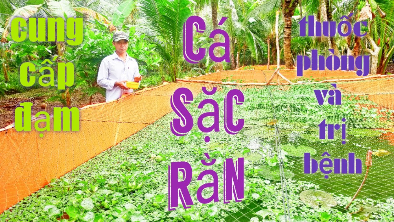 mô hình nuôi cá sắc rằn trong bể lót bạt _ P3 | minh đoàn tô
