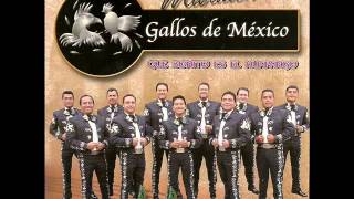 Video thumbnail of "MARIACHI GALLOS DE MEXICO (BUSCANDO UNA SONRISA) AUDIO"