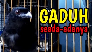 SRIGUNTING KRANTIL MATA MERAH GACOR !!