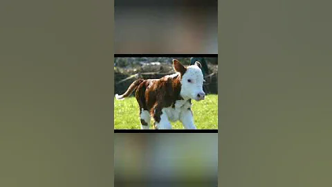 What does it mean to see a calf in a dream? #rüyatabirleri #dreaminterpretations