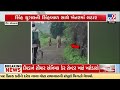 Lion Family Spotted Roaming Una Fields, Farmer's Video Goes Viral | Gujarat | TV9Gujarati