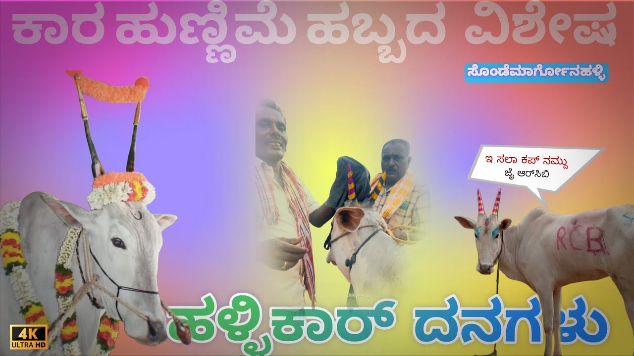 Hallikar festival in village | ಕಾರ ಹುಣ್ಣಿಮೆ | hallikar bulls 
