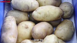 POTATO SORTING (SIZE DETECTION) USING LAUFFER'S AI DEEP LEARNING TECHNOLOGY