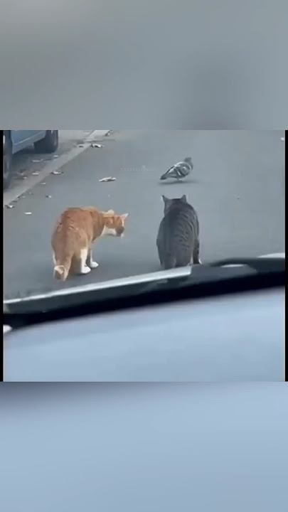 Two Cats Try to Catch a Bird—But They Get Interrupted by a Horn! #shorts