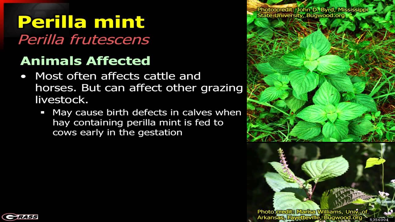 Plants That Are Poisonous To Livestock Part 6 Milkweed Oleander Plants That Are Poisonous To Livestock Part 6 Milkweed Oleander
