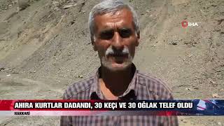 Ahıra Kurtlar Dadandı, 30 Keçi Ve 30 Oğlak Telef Oldu Resimi