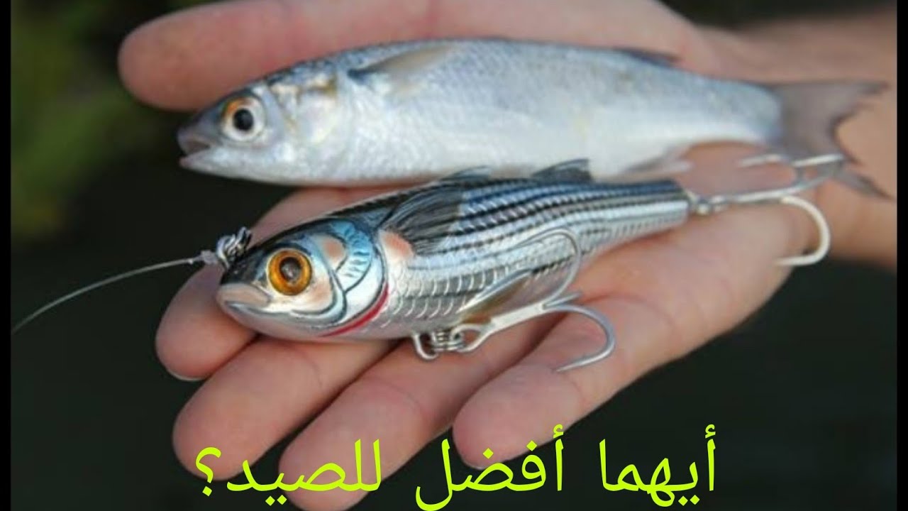 مميزات الطعم ألصناعي لصيد ألاسماك الكبيره