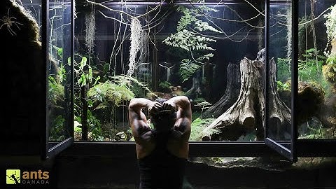 Animals Escaped My Giant Rainforest Vivarium and Into My Home