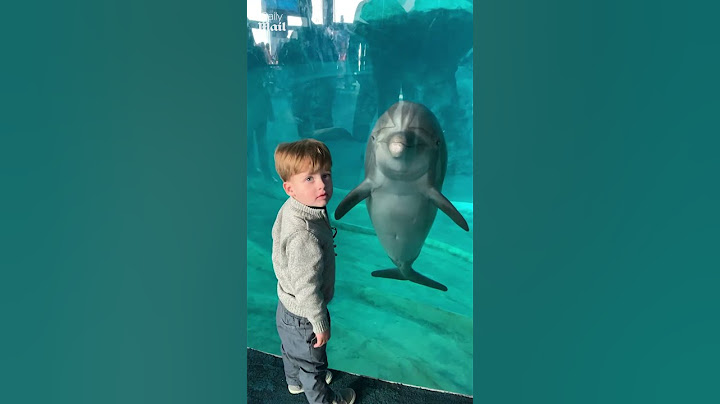 Dolphin performs trick for human best friend