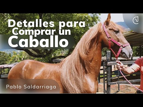 Video: Qué hacer cuando compras un caballo