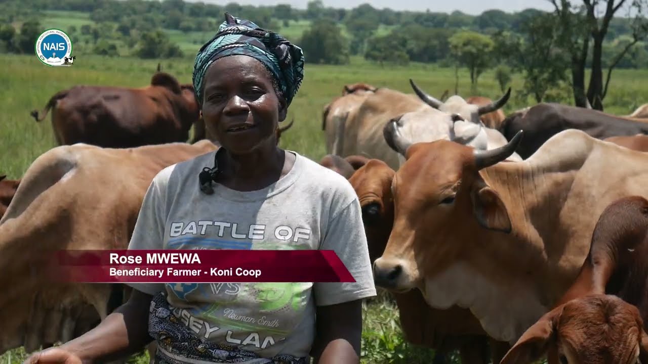 Cattle population on the rise in Luapula