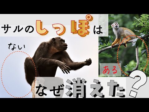 【生命科学ニュース】サルのしっぽはなぜ消えた? Tales of tails