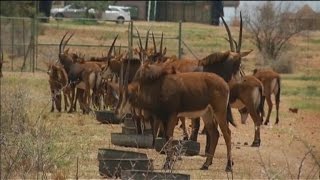 Afrique du sud, Les éleveurs de gibier sous la menace de la sécheresse