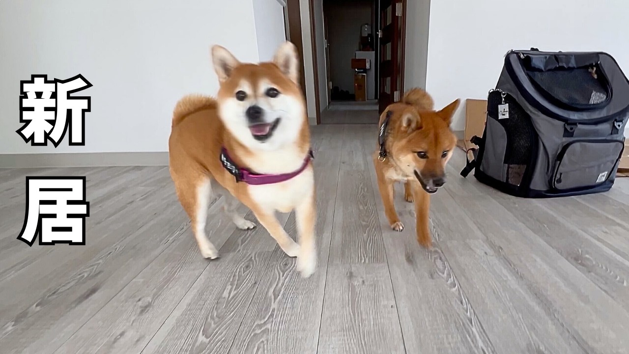 愛犬と新居へ！柴犬２匹と引っ越すことになりました。