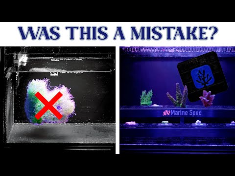 Video thumbnail: They Lied to Us About Refugiums: Why I Rebuilt My Sump Into a Frag Tank