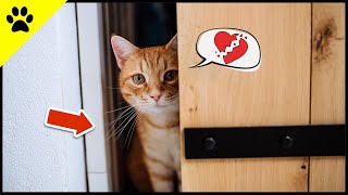 DESHALB hasst deine Katze geschlossene Türen! 💡