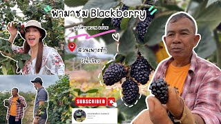 สวนเพาะรักวังน้ำเขียว ไร่แบล็คเบอรี่ลูกโตๆและวิธีการตอนกิ่ง#blackberry #สวนเพาะรัก#วังน้ำเขียว