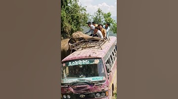 Elephant Pushes Bus Off Narrow Cliff Road | Shocking AI Jungle Scene | AI-Generated
