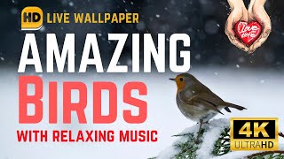 Download Lagu 4K Amazing Birds HD Wallpaper with relaxing music MP3