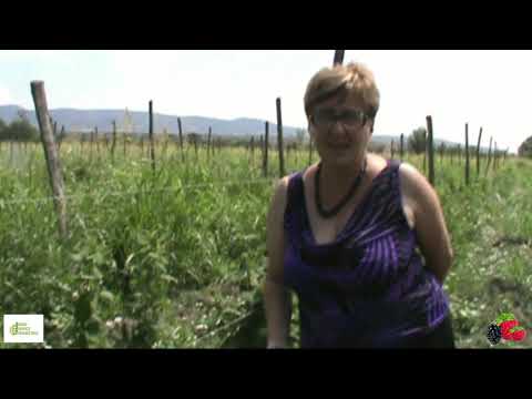 გაკვეთილი #11 ნაწ .2 - უეკლო მაყვლისა და ჟოლოს ბაღებში მავნებელ დაავადებებთან ბრძოლის და პრევენციის