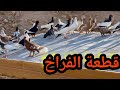 تحسن الحمام ولله الحمد القادم افضل وبلش الجد مع الفراخ تحسن الحمام ولله الحمد القادم افضل وبلش الجد مع الفراخ
