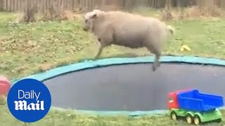 Joyful sheep bounces on trampoline in her owner's garden