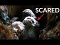 Baby Owls In Nest | Japanese Scops Owl