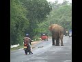 Elephant going from the main road to the jungle | 幹線道路からジャングルへ向かう象 | Wild elephant #shorts