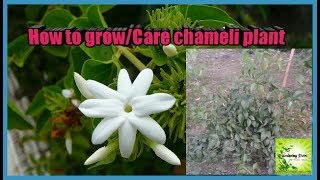 Hi friends, this video is about the caring and growing of chameli
flower plant in hindi by gardening point. namaskar dosto, me beautiful
flo...